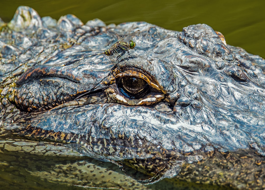 Photo Crocodile, Wildlife